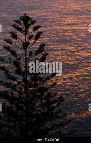 Silhouette einer Norfolk Insel Pinie, Araucaria Heterophylla, bei Sonnenuntergang, Australien Stockfoto