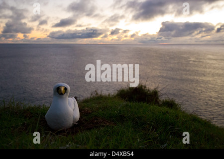 Maskierte Tölpel, Sula Dactylatra nisten auf Norfolk Island, Australien Stockfoto