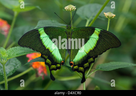 Smaragd Schwalbenschwanz Schmetterling (Papilio Palinurus) Stockfoto