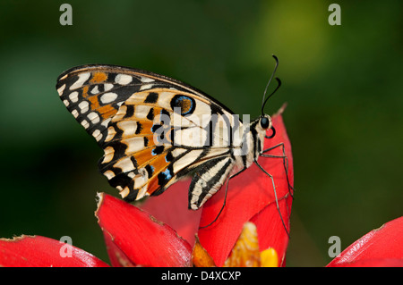 Karierte gemeinsame Kalk oder Schwalbenschwanz Schmetterling (Papilio Demoleus) Stockfoto