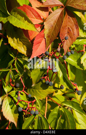 Schlingpflanze Boston Ivy (Parthenocissus Tricuspidata) als Hintergrund Stockfoto