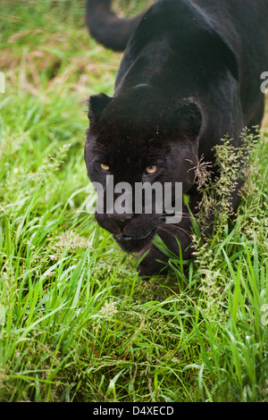 Schwarzer Jaguar Panthera Onca schlich durch lange Rasen Stockfoto