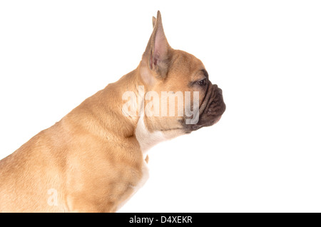 leichte braune französische Bulldogge vor weißem Hintergrund Stockfoto