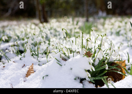Schneeglöckchen mit einer Bedeckung von Schnee. Stockfoto
