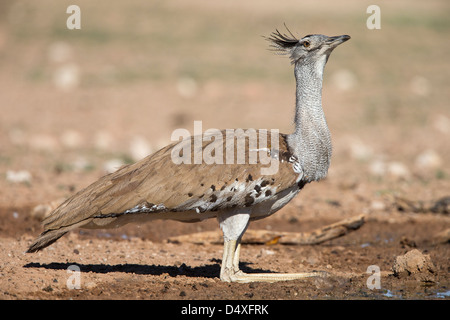 Kori Bustard (Ardeotis Kori), Kgalagadi Transfrontier Park, Südafrika, Januar 2013 Stockfoto