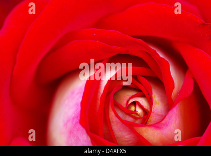 eine Nahaufnahme von einer roten rose Stockfoto