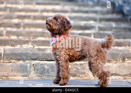 Schuss des Lachens Teddy Hund auf dem Boden sitzend hautnah Stockfoto