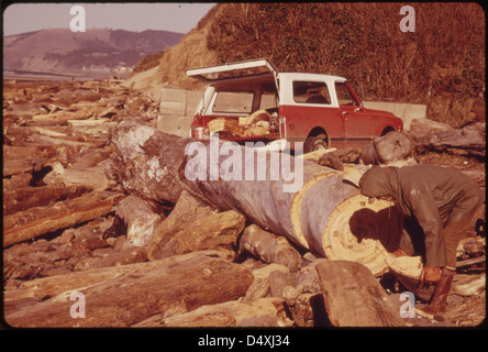 Erhaltung der Elektrizität führte zu mehr Menschen sammeln Brennholz entlang der Strände wie diese Person in der Nähe von Lincoln City. Als dieses Bild im Januar aufgenommen wurde, 1974, Es gab einen Wind-Chill-Faktor von minus 12 Grad 01/1974 Stockfoto