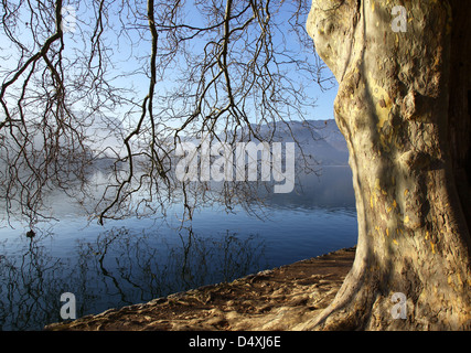 Äste im Wasser gespiegelt an einem nebligen Morgen im Winter auf See Bled Slowenien Stockfoto