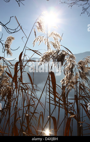 Die Morgensonne scheint durch einige Schilf und der Kirche im Hintergrund auf Bled Insel am See Bled Slowenien Stockfoto