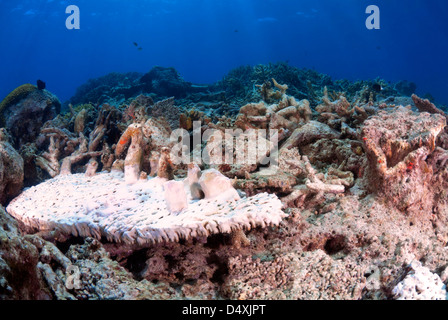 Beschädigt, gebleicht Platte Korallen Fungiidae nach Zyklon Yasi, Great Barrier Reef und Coral Sea Port Douglas, Queensland, Australien Stockfoto