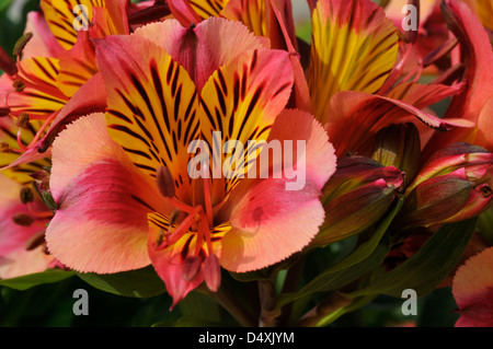 Makro der roten und gelben Peruanische Lilie Blume (Alstroemeria Aurantiaca) Stockfoto