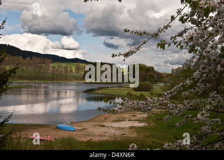 Rivr Moldau in der Nähe von Lipno Stausee und Nova Pec Dorf im Böhmerwald in der Tschechischen Republik mit kleinen snady Strand, Segeln, Blühender Baum Stockfoto