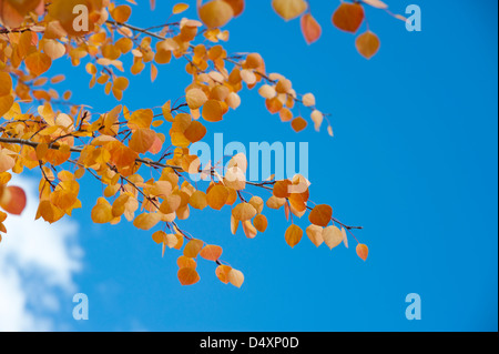 Die meisten Espe Bäume wiederum Gold im Herbst aber dieses Baumes eine spektakuläre Orange Sport, wenn seine Blätter einen Wechsel der Jahreszeit in der Luft spüren Stockfoto