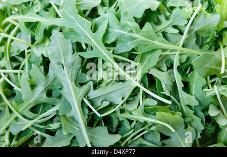 Frische, grüne Rucola Blätter. Gut für einen Hintergrund oder Texturen Stockfoto