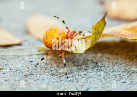 Eine Makroaufnahme einer Orange marmorierte Orb Weaver Spider auf einem Herbst-Blatt. North Carolina Stockfoto