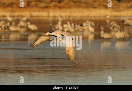 Kraniche in einem Teich und fliegen über das Wasser und die Hügel im Bosque Del Apache National Wildlife Reserve, New-Mexico-USA Stockfoto