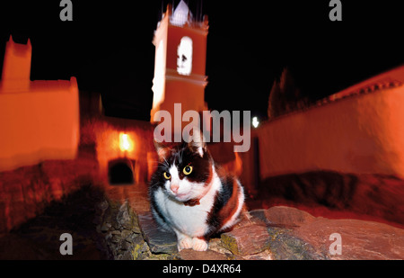 Portugal, Alentejo: Katze sitzt in einer Gasse des historischen Dorfes Monsaraz Stockfoto