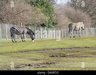 Zebra im Feld Stockfoto