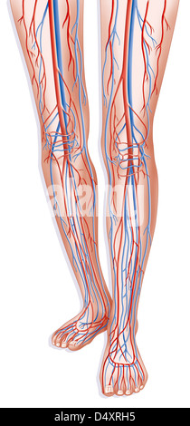 UNTERE GLIEDMAßEN SIE, DEN BLUTKREISLAUF Stockfoto