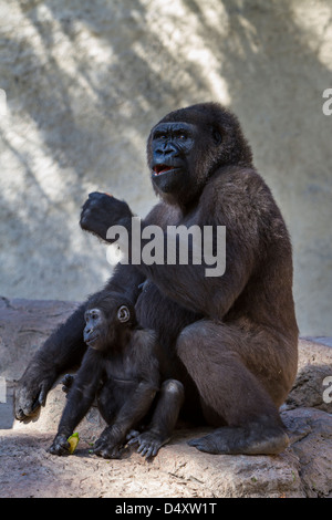 Ein Gorilla mit jungen im Gladys Porter Zoo in Brownsville, Texas, USA. Stockfoto