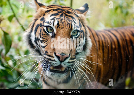 London, UK. 20. März 2013. ZSL London Zoo brandneue Sumatran Tiger Gehäuse ist von HRH The Duke of Edinburgh offiziell eröffnet. Tiger Territory, ein £3. 6m Projekt ist Heimat von Jae-Jae und Melati, Europas meist genetisch wichtige paar der Sumatra-Tiger, die durch die globale Zuchtprogramm für die vom Aussterben bedrohten Arten zugeordnet wurden. Es öffnet sich der Öffentlichkeit auf Freitag, 22. März 2013. Bildnachweis: Piero Cruciatti / Alamy Live News Stockfoto