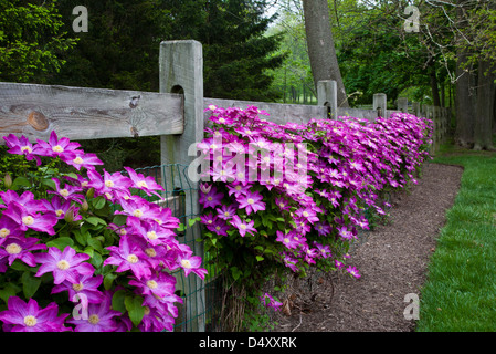 Bunte Nahaufnahme einer Reihe von rosa Clematis-Reben, die auf einem hölzernen Gartenzaun in einer Hinterhofgrenze ragen, New Jersey, USA, Pastellgärten FS 10,18 MB Stockfoto