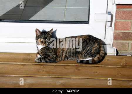 TABBY TORTIE KATZE. Stockfoto