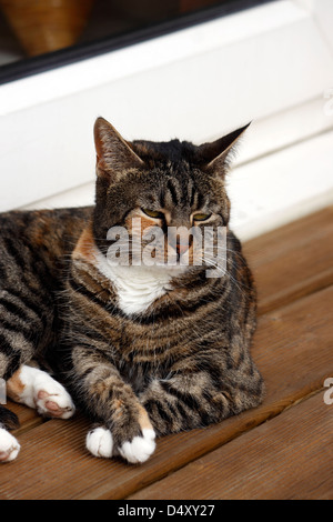 TABBY TORTIE KATZE. Stockfoto