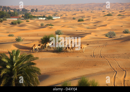 Kamele in der arabischen Wüste, Dubai, Vereinigte Arabische Emirate Stockfoto
