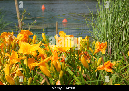 Blumen in einem Park in London, England Stockfoto