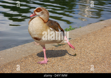 Gans im Hyde Park in London, England Stockfoto