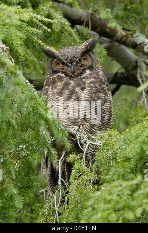 Große gehörnte Eule Schlafplatz in Tanne in der Nähe von Nest-Victoria Vancouver Island in British Columbia Kanada Stockfoto