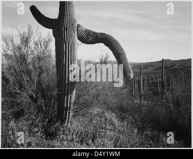 Ansel Adams nahm die Landschaft des Saguaro National Monument in Arizona auf und zeigt den berühmten Saguaro-Kakteen in seiner natürlichen Umgebung. Dieses Schwarzweiß-Bild hebt die weite Wüstenlandschaft und die unverwechselbare Form der Kakteen hervor. Stockfoto