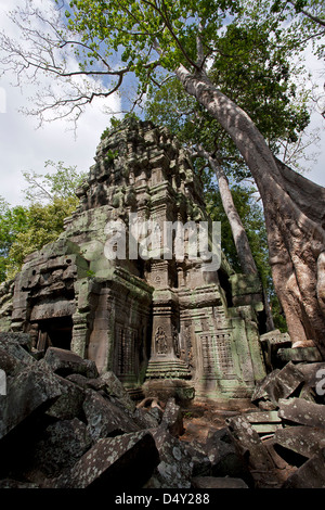 Ta Prohm Tempel. Angkor. Kambodscha Stockfoto
