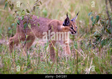 Karakal, Massai Mara, Kenia Stockfoto