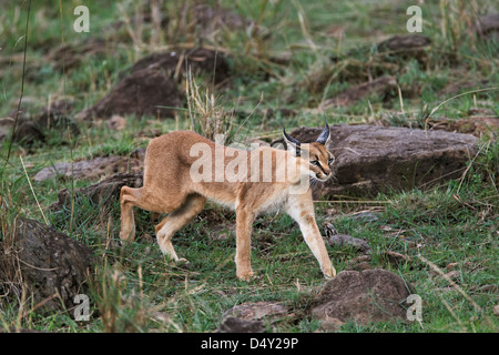 Karakal, Massai Mara, Kenia Stockfoto