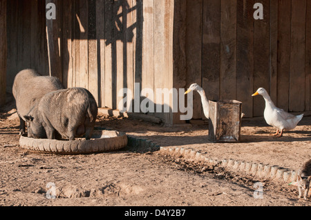 Schweine, Enten und einer Katze in einem Akha Dorf in der Nähe hat, Laos Stockfoto