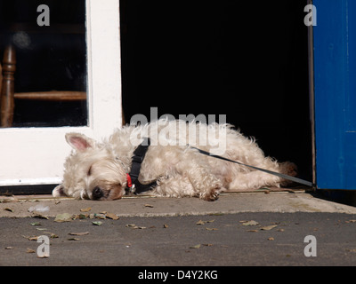 West Highland Terrier schlafen in der Sonne, UK 2013 Stockfoto