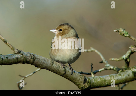 weibliche Buchfink, Fringilla Coelebs auf Ast Stockfoto