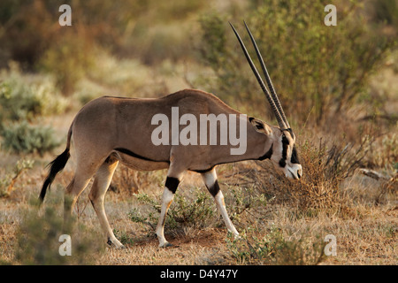 Oryx Beisa, Samburu National Reserve, Kenia-Spiel Stockfoto