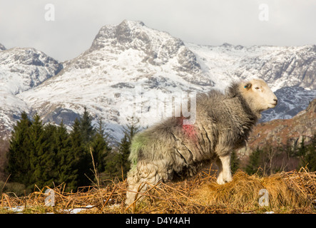 Herdwick Schafe auf Elterwater gemeinsame nachschlagen, Langdale Pikes, Lake District, Großbritannien. Stockfoto