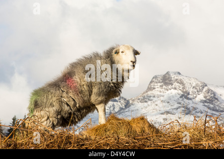 Herdwick Schafe auf Elterwater gemeinsame nachschlagen, Langdale Pikes, Lake District, Großbritannien. Stockfoto