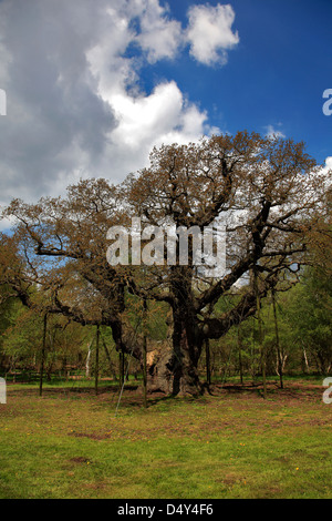 Frühling, Eiche (Quercus Robur) Sherwood Forest Besucher Park Nottinghamshire, England Stockfoto