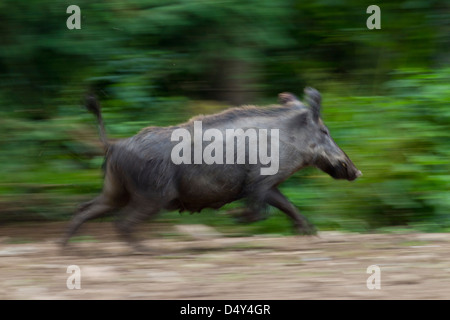 Wildschwein (Sus Scrofa) Sau schnell im Wald, Deutschland Stockfoto