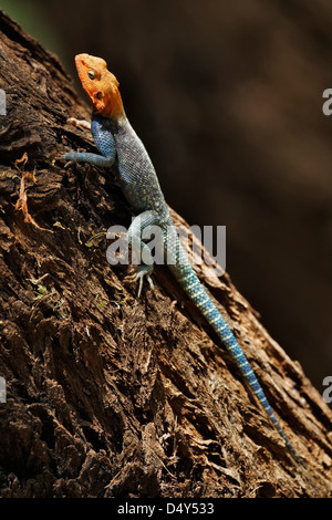 Männliche Agama Eidechse, Spiel Samburu National Reserve, Kenia Stockfoto