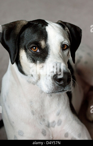 Dalmatiner/Zeiger Kreuz Stockfoto