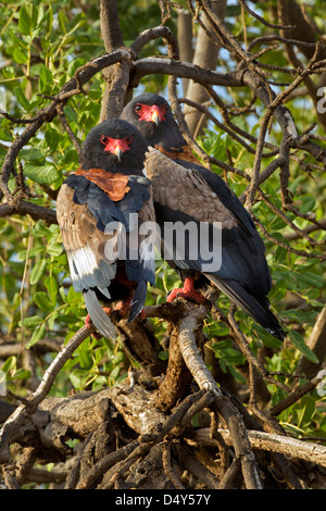 Paar der Bateleur Adler, Spiel Samburu National Reserve, Kenia Stockfoto