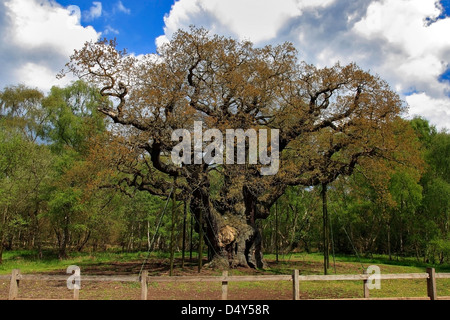 Frühling, Eiche (Quercus Robur) Sherwood Forest Besucher Park Nottinghamshire, England Stockfoto