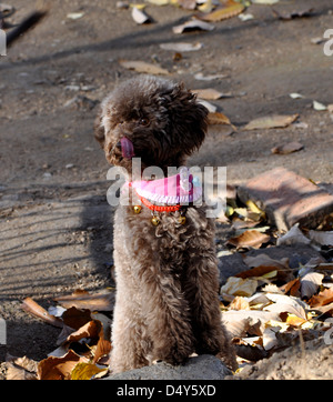 Schuss des Lachens Teddy Hund auf dem Boden sitzend hautnah Stockfoto